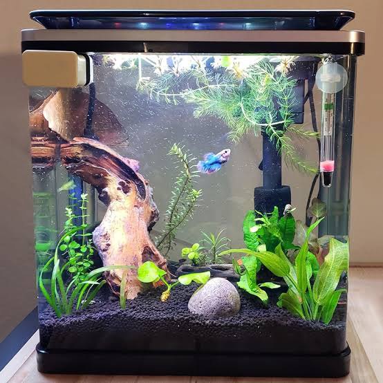 Fish Aquarium Tank