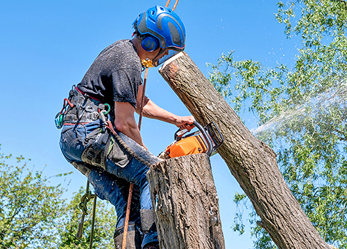 Tree Surgery Services